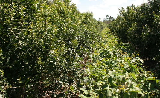 Imagen de Recomendaciones de indumentaria y elementos de seguridad para la cosecha de yerba mate