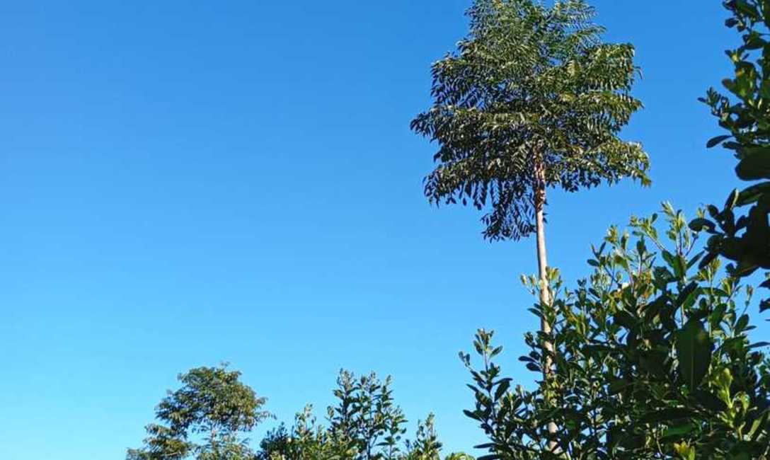 Imagen de El INYM continúa con la incorporación de árboles nativos en el cultivo de yerba mate Imagen de El INYM continúa con la incorporación de árboles nativos en el cultivo de yerba mate