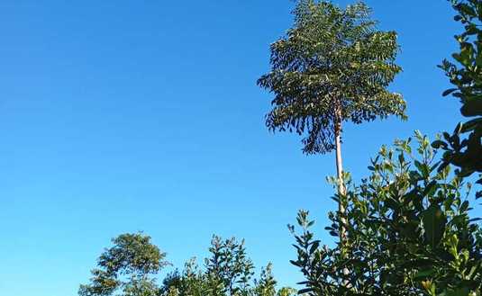 Imagen de El INYM continúa con la incorporación de árboles nativos en el cultivo de yerba mate