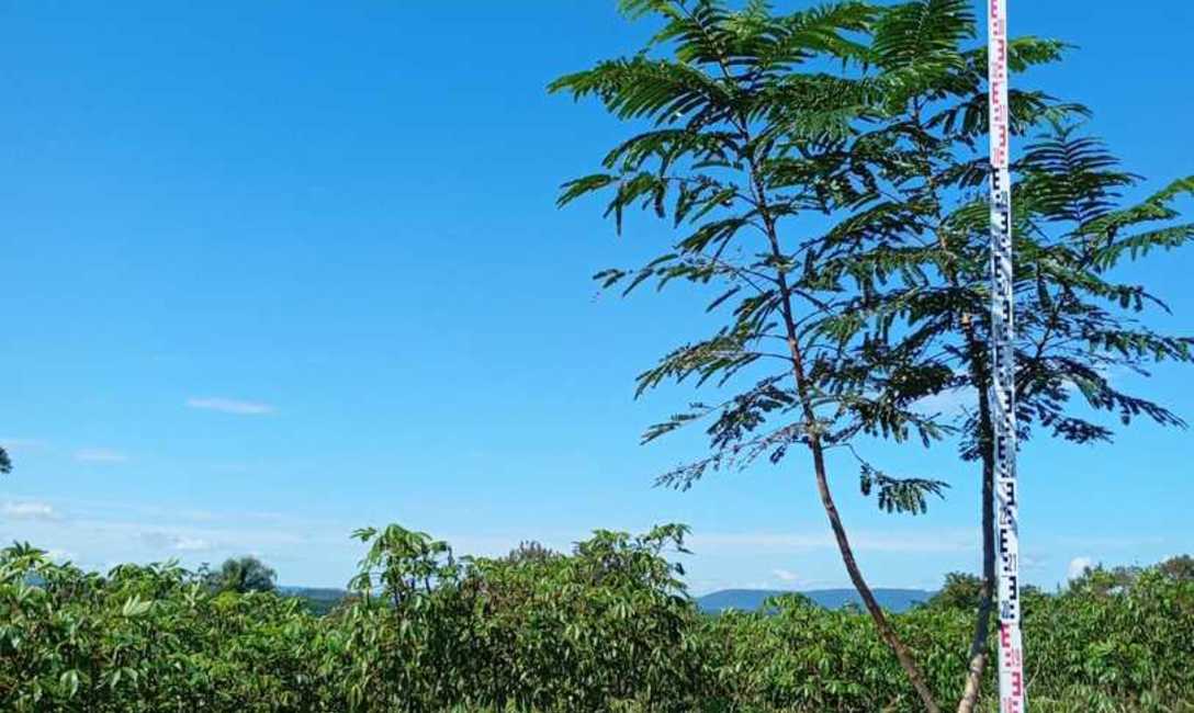 Imagen de El INYM continúa con la incorporación de árboles nativos en el cultivo de yerba mate Imagen de El INYM continúa con la incorporación de árboles nativos en el cultivo de yerba mate