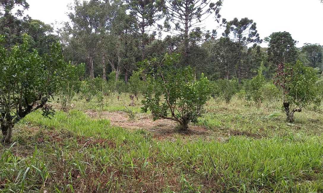 Imagen de El INYM continúa con la incorporación de árboles nativos en el cultivo de yerba mate Imagen de El INYM continúa con la incorporación de árboles nativos en el cultivo de yerba mate