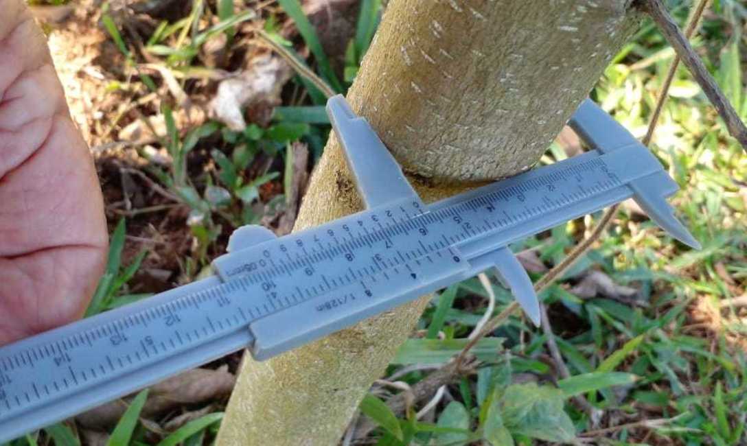 Imagen de El INYM continúa con la incorporación de árboles nativos en el cultivo de yerba mate Imagen de El INYM continúa con la incorporación de árboles nativos en el cultivo de yerba mate