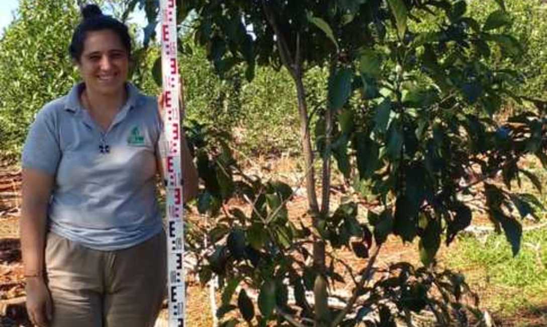 Imagen de El INYM continúa con la incorporación de árboles nativos en el cultivo de yerba mate Imagen de El INYM continúa con la incorporación de árboles nativos en el cultivo de yerba mate