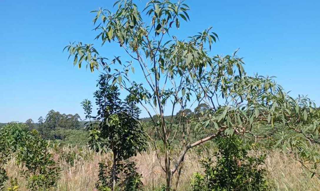 Imagen de El INYM continúa con la incorporación de árboles nativos en el cultivo de yerba mate Imagen de El INYM continúa con la incorporación de árboles nativos en el cultivo de yerba mate