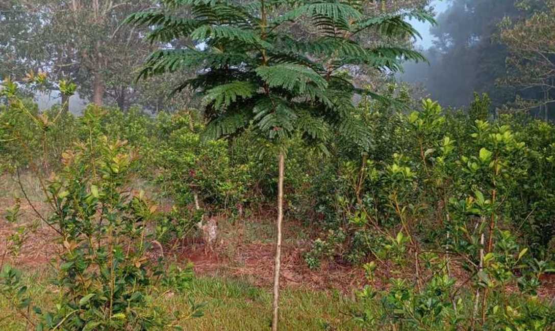 Imagen de El INYM continúa con la incorporación de árboles nativos en el cultivo de yerba mate Imagen de El INYM continúa con la incorporación de árboles nativos en el cultivo de yerba mate