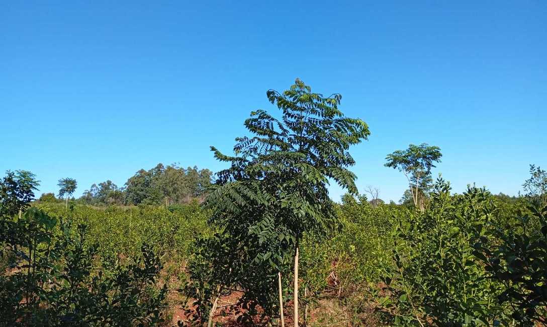 Imagen de El INYM continúa con la incorporación de árboles nativos en el cultivo de yerba mate Imagen de El INYM continúa con la incorporación de árboles nativos en el cultivo de yerba mate