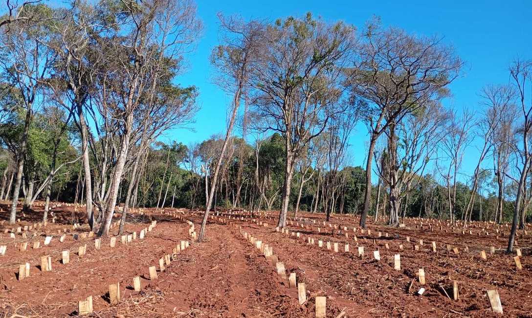 Imagen de El INYM continúa con la incorporación de árboles nativos en el cultivo de yerba mate Imagen de El INYM continúa con la incorporación de árboles nativos en el cultivo de yerba mate