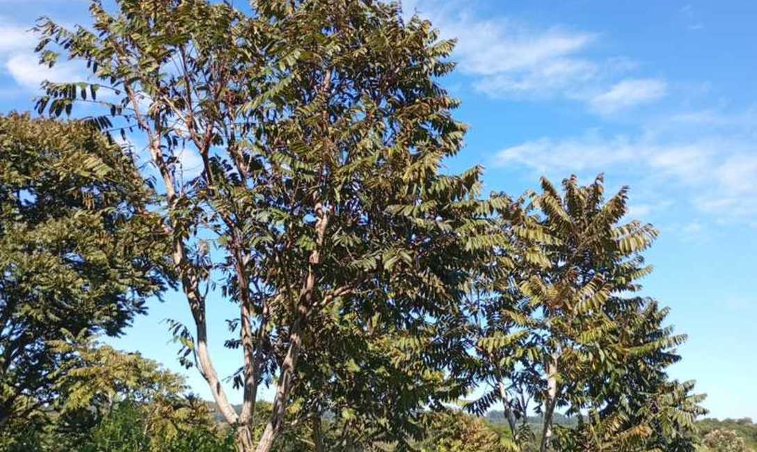 Imagen de El INYM continúa con la incorporación de árboles nativos en el cultivo de yerba mate Imagen de El INYM continúa con la incorporación de árboles nativos en el cultivo de yerba mate