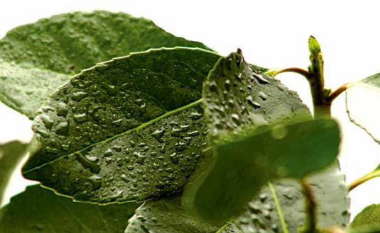 Imagen de El INYM desmiente mensajes de WhatsApp sobre beneficios para comprar vehículos