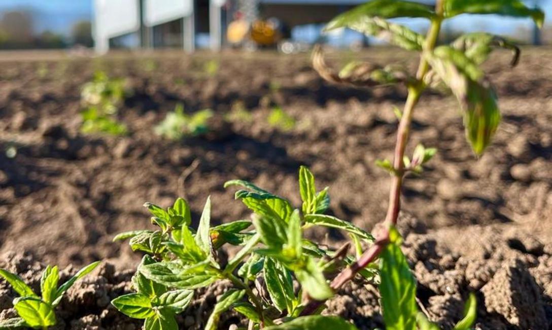 En paralelo, la marca construye un Centro de Acopio y Campo Modelo para hierbas aromáticas… En paralelo, la marca construye un Centro de Acopio y Campo Modelo para hierbas aromáticas…
