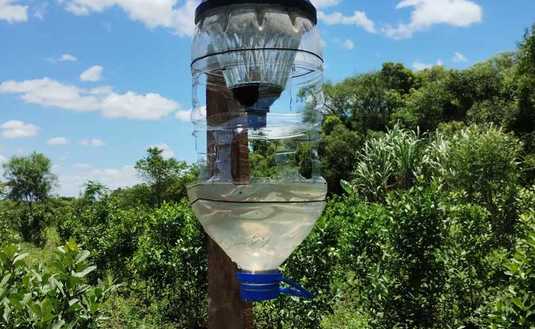 Imagen de Buenos resultados en trampas lumínicas del INYM para el marandová y proyección para optimizar la iniciativa y el manejo de la plaga en yerba mate