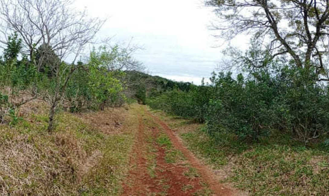Imagen de Cosecha de rama madura en San Pedro Imagen de Cosecha de rama madura en San Pedro