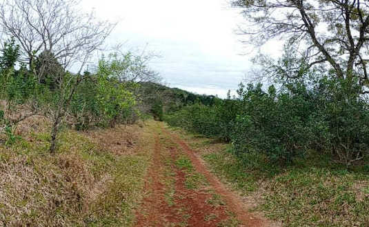 Imagen de Cosecha de rama madura en San Pedro