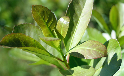 Imagen de Actualización del Costo de Producción de la Hoja Verde de Yerba Mate Imagen de Actualización del Costo de Producción de la Hoja Verde de Yerba Mate
