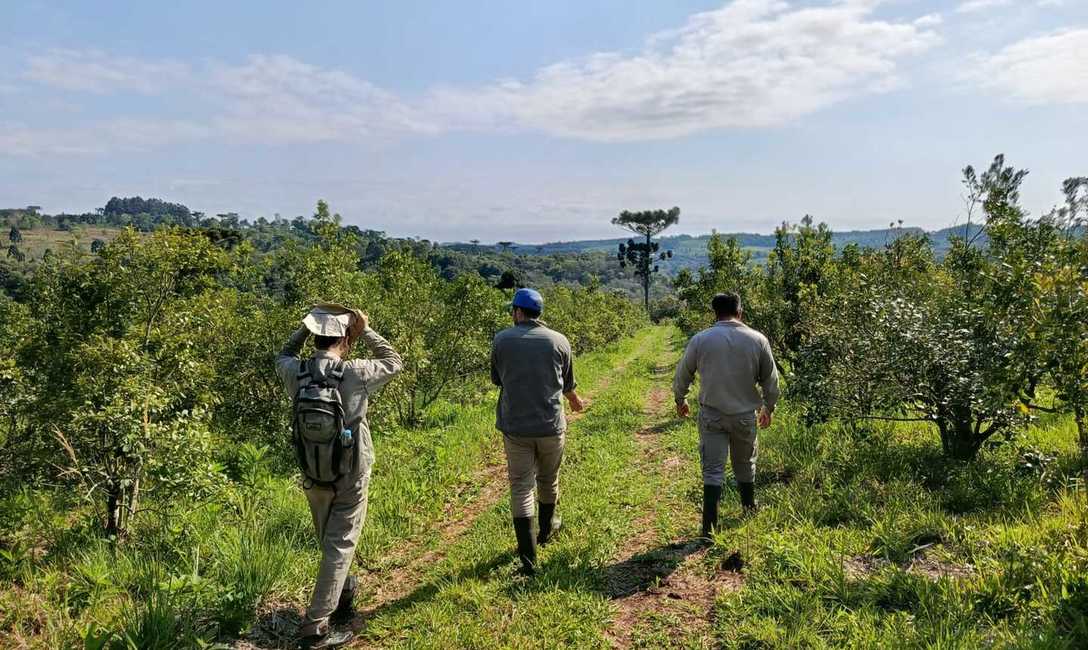 Imagen de Recorrido por yerbales con prácticas amigables con la naturaleza Imagen de Recorrido por yerbales con prácticas amigables con la naturaleza