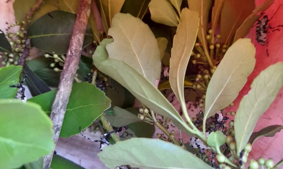 Imagen de Primavera, tiempo de observación y erradicación del "taladro" de la yerba mate Imagen de Primavera, tiempo de observación y erradicación del "taladro" de la yerba mate