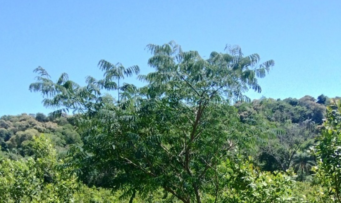 Imagen de Crecen con buen desarrollo los árboles implantados en yerbales para lograr resiliencia climática Imagen de Crecen con buen desarrollo los árboles implantados en yerbales para lograr resiliencia climática