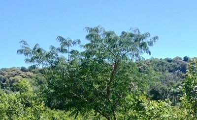 Imagen de Crecen con buen desarrollo los árboles implantados en yerbales para lograr resiliencia climática Imagen de Crecen con buen desarrollo los árboles implantados en yerbales para lograr resiliencia climática