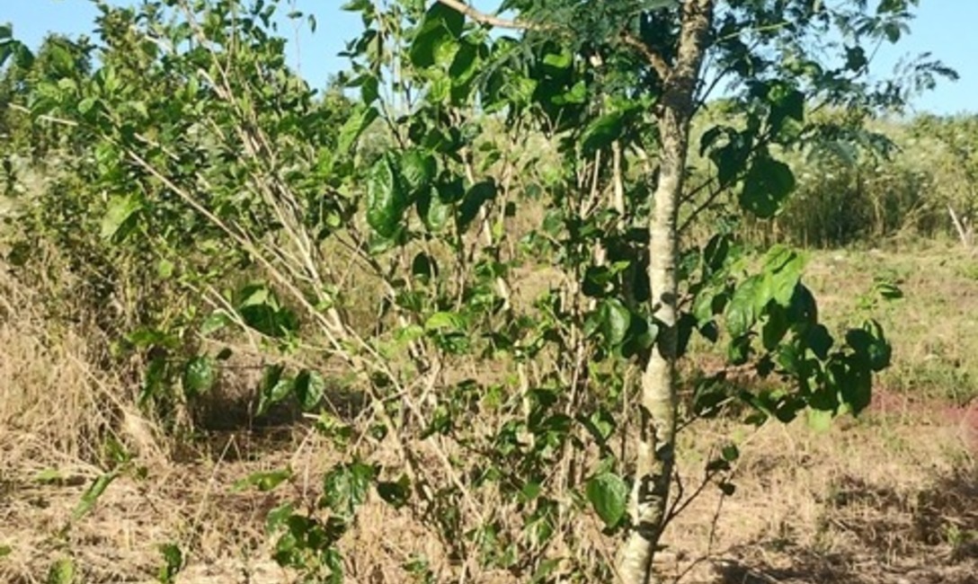 Imagen de Crecen con buen desarrollo los árboles implantados en yerbales para lograr resiliencia climática Imagen de Crecen con buen desarrollo los árboles implantados en yerbales para lograr resiliencia climática