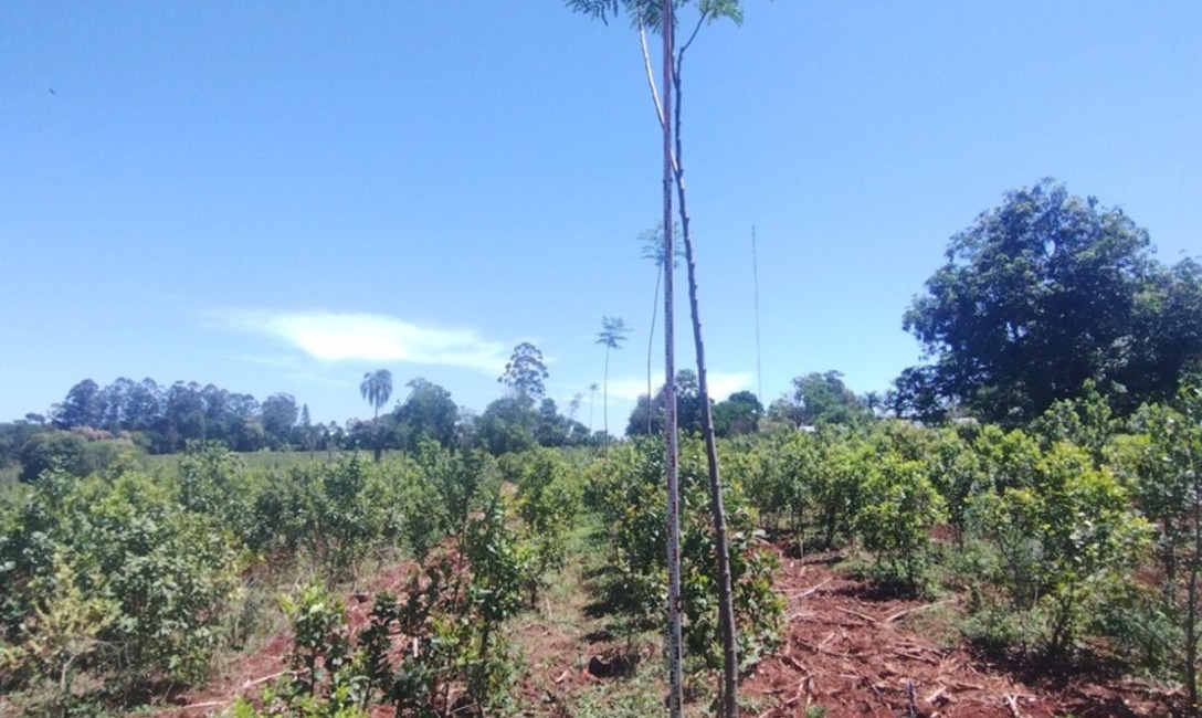 Imagen de Crecen con buen desarrollo los árboles implantados en yerbales para lograr resiliencia climática Imagen de Crecen con buen desarrollo los árboles implantados en yerbales para lograr resiliencia climática