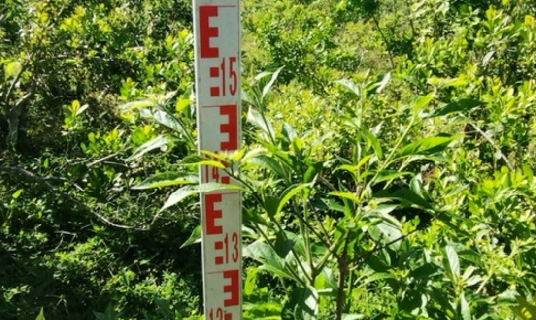 Imagen de Crecen con buen desarrollo los árboles implantados en yerbales para lograr resiliencia climática Imagen de Crecen con buen desarrollo los árboles implantados en yerbales para lograr resiliencia climática