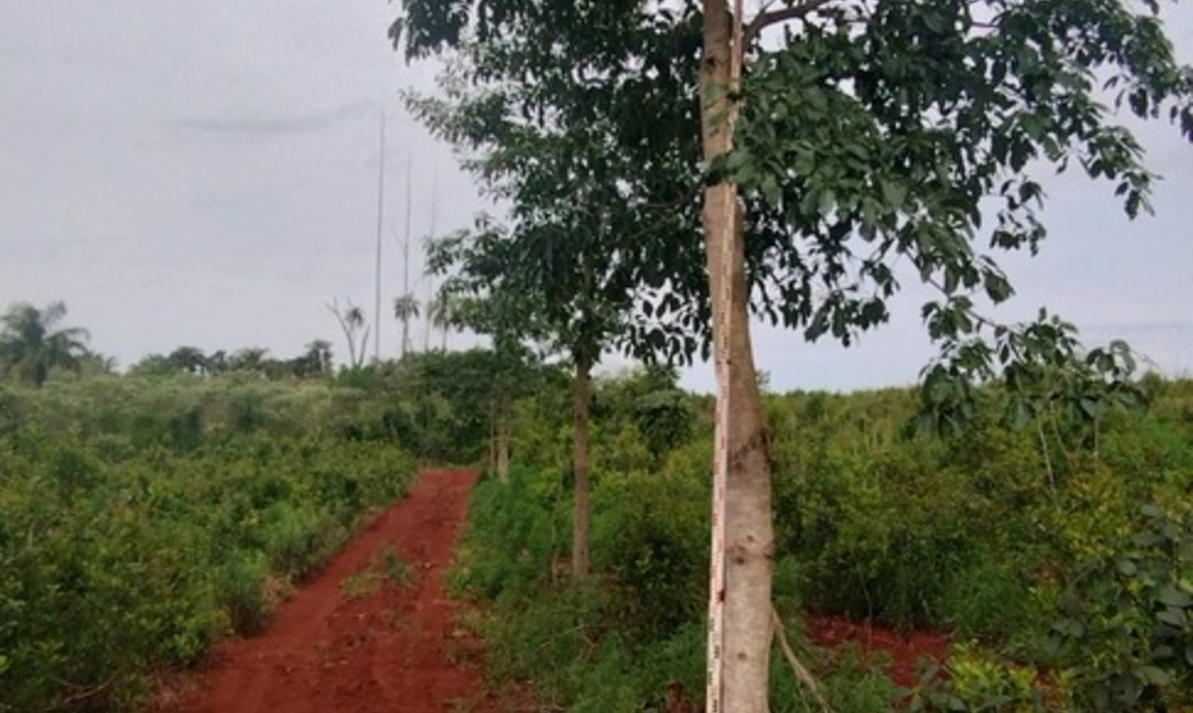 Imagen de Crecen con buen desarrollo los árboles implantados en yerbales para lograr resiliencia climática Imagen de Crecen con buen desarrollo los árboles implantados en yerbales para lograr resiliencia climática