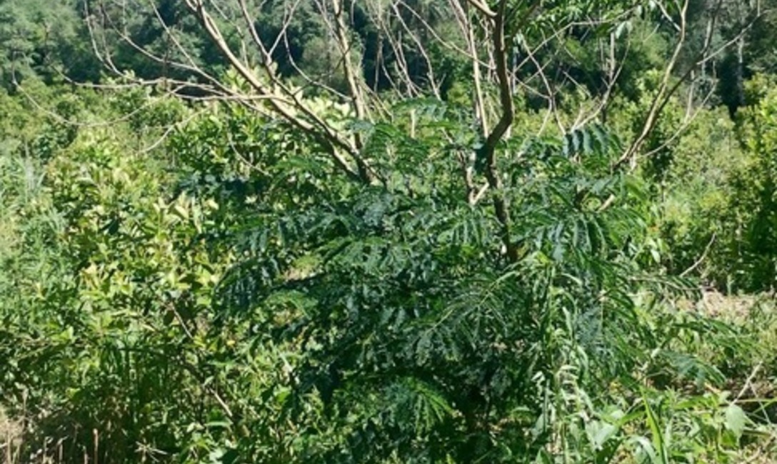 Imagen de Crecen con buen desarrollo los árboles implantados en yerbales para lograr resiliencia climática Imagen de Crecen con buen desarrollo los árboles implantados en yerbales para lograr resiliencia climática