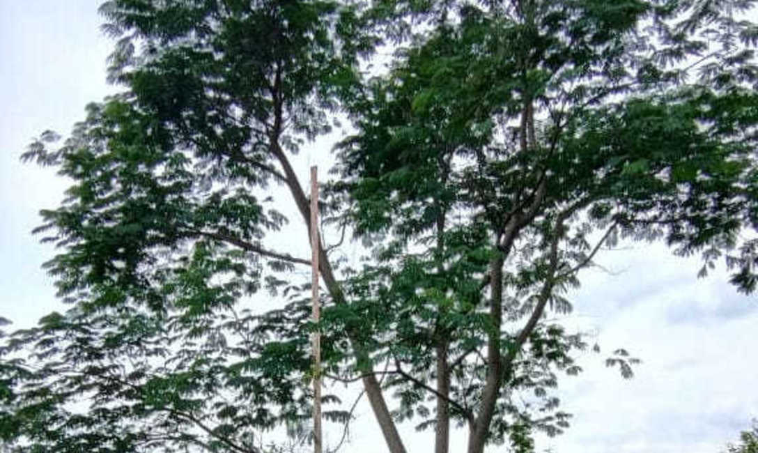 Imagen de Crecen con buen desarrollo los árboles implantados en yerbales para lograr resiliencia climática Imagen de Crecen con buen desarrollo los árboles implantados en yerbales para lograr resiliencia climática