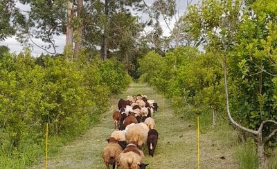 Imagen de Productores de Los Helechos se capacitaron en manejo de yerba mate con ovinos Imagen de Productores de Los Helechos se capacitaron en manejo de yerba mate con ovinos