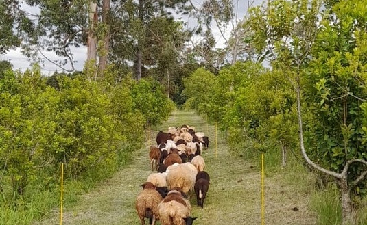 Imagen de Productores de Los Helechos se capacitaron en manejo de yerba mate con ovinos