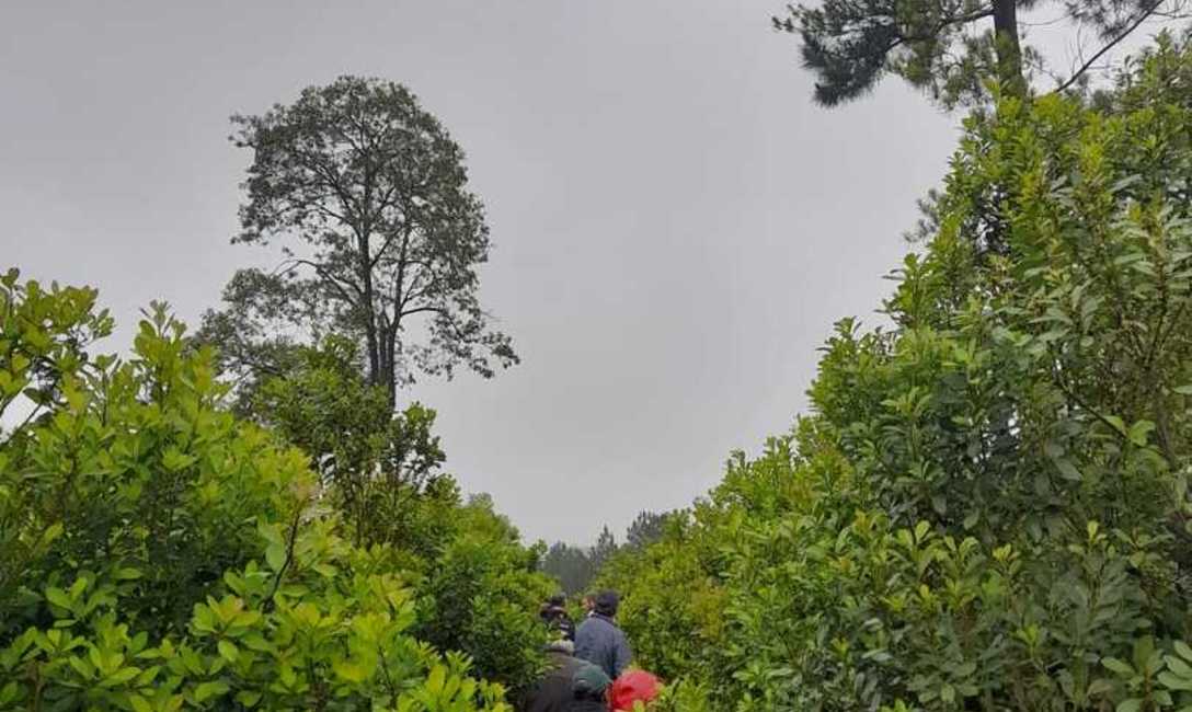 Imagen de Productores de Los Helechos se capacitaron en manejo de yerba mate con ovinos Imagen de Productores de Los Helechos se capacitaron en manejo de yerba mate con ovinos