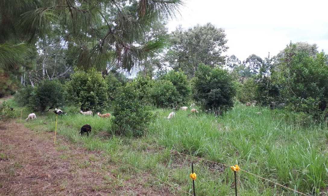 Imagen de Productores de Los Helechos se capacitaron en manejo de yerba mate con ovinos Imagen de Productores de Los Helechos se capacitaron en manejo de yerba mate con ovinos