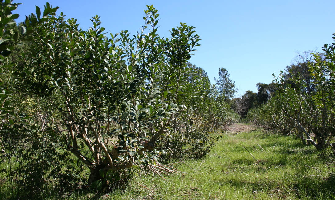 Imagen de Registro de productores, el próximo lunes de 10 de noviembre en San Pedro Imagen de Registro de productores, el próximo lunes de 10 de noviembre en San Pedro