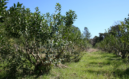 Imagen de Registro de productores, el próximo lunes de 10 de noviembre en San Pedro