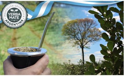 Imagen de Sello de Indicación Geográfica, una herramienta que aporta valor agregado a la Yerba Mate Argentina y está disponible para el sector yerbatero Imagen de Sello de Indicación Geográfica, una herramienta que aporta valor agregado a la Yerba Mate Argentina y está disponible para el sector yerbatero