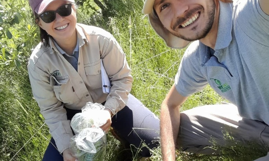 Imagen de El uso del abono natural produce mayor cantidad de materia verde y aumenta la diversidad de la cobertura verde Imagen de El uso del abono natural produce mayor cantidad de materia verde y aumenta la diversidad de la cobertura verde