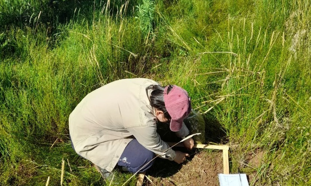 Imagen de El uso del abono natural produce mayor cantidad de materia verde y aumenta la diversidad de la cobertura verde Imagen de El uso del abono natural produce mayor cantidad de materia verde y aumenta la diversidad de la cobertura verde