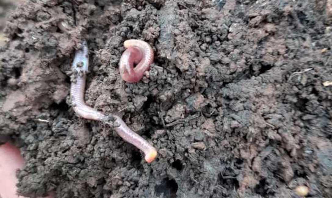 Imagen de El uso del abono natural produce mayor cantidad de materia verde y aumenta la diversidad de la cobertura verde Imagen de El uso del abono natural produce mayor cantidad de materia verde y aumenta la diversidad de la cobertura verde