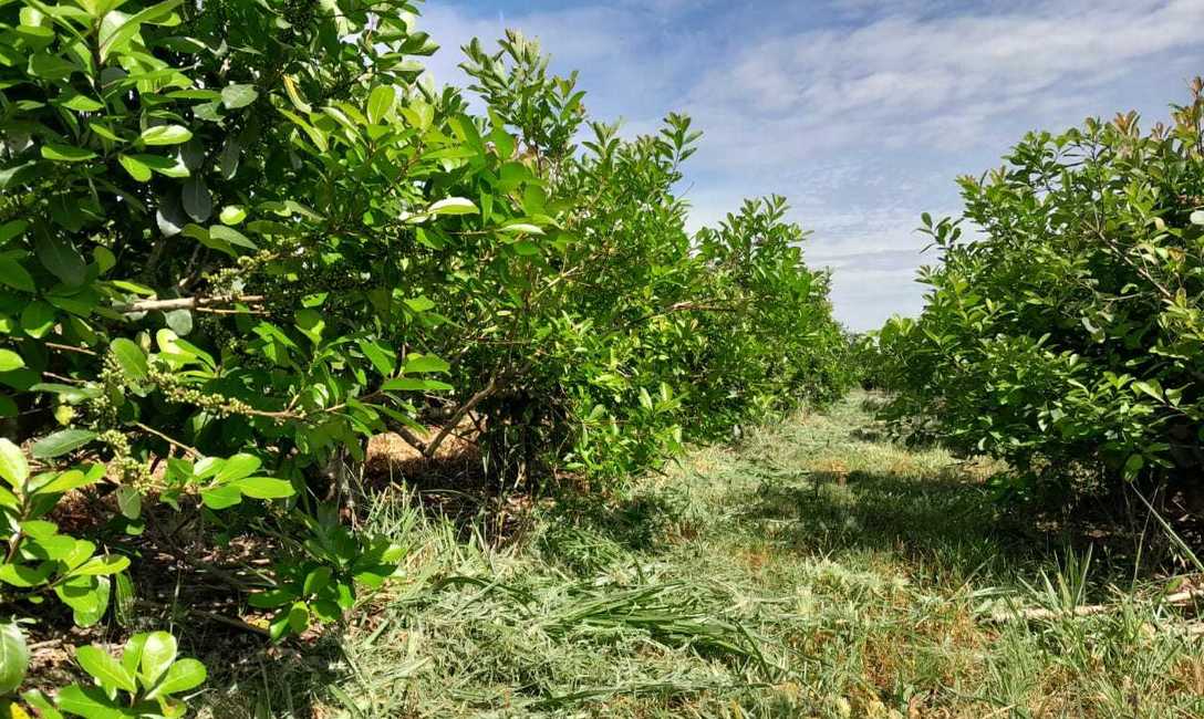 Imagen de Con el respaldo del SEY, suelo con cubiertas verdes y sombra mitigan efectos del sol en yerba mate