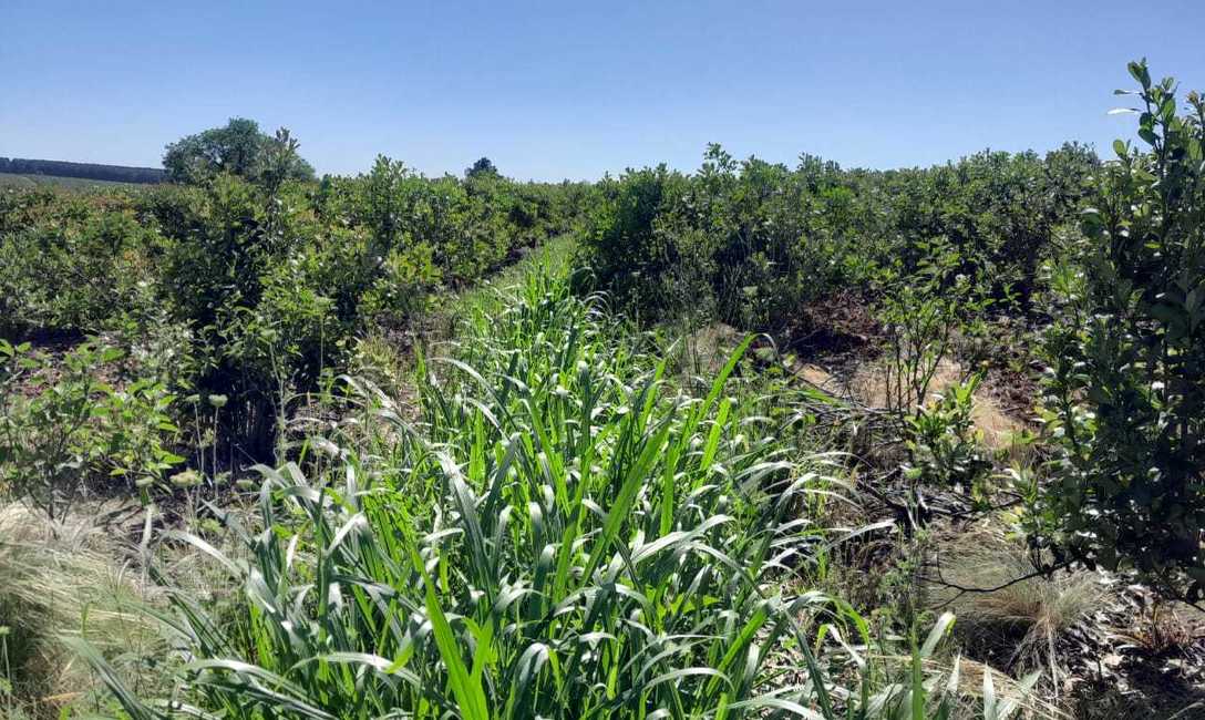 Imagen de Con el respaldo del SEY, suelo con cubiertas verdes y sombra mitigan efectos del sol en yerba mate