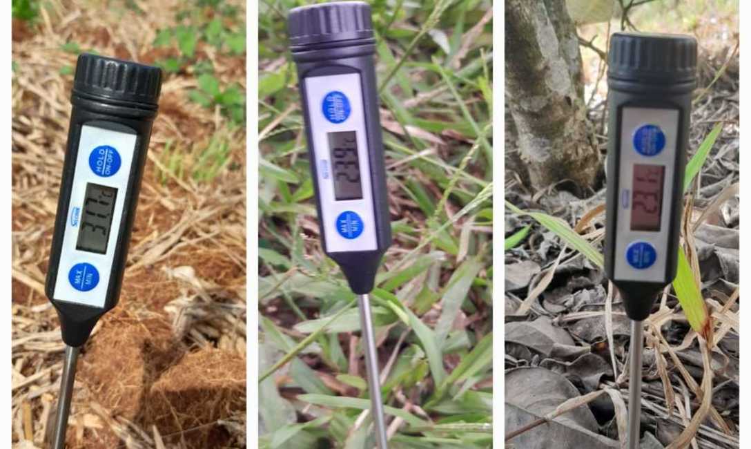 Imagen de Con el respaldo del SEY, suelo con cubiertas verdes y sombra mitigan efectos del sol en yerba mate