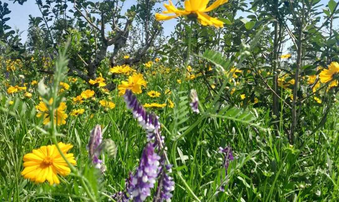 Imagen de Con el respaldo del SEY, suelo con cubiertas verdes y sombra mitigan efectos del sol en yerba mate