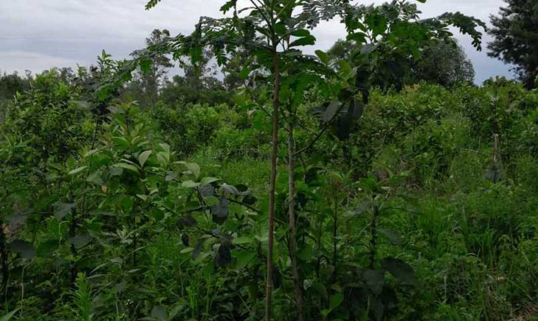 Imagen de Con el respaldo del SEY, suelo con cubiertas verdes y sombra mitigan efectos del sol en yerba mate