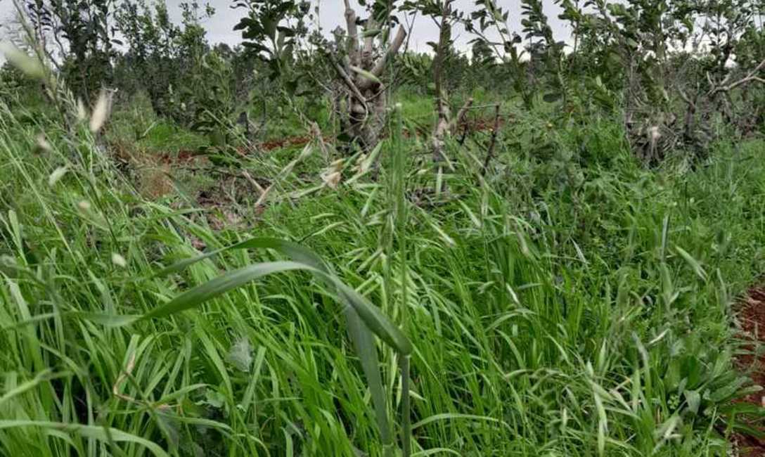 Imagen de Con el respaldo del SEY, suelo con cubiertas verdes y sombra mitigan efectos del sol en yerba mate