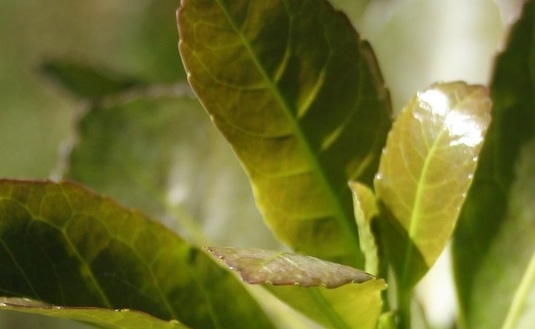 Imagen de El INYM inicia una gesti&oacute;n basada en la eficiencia y la transparencia, orientada a sumar nuevos consumidores y garantizar la calidad del producto