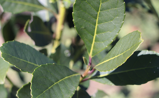 Imagen de El INYM comienza el viernes una serie de Jornadas Itinerantes en la zona productora