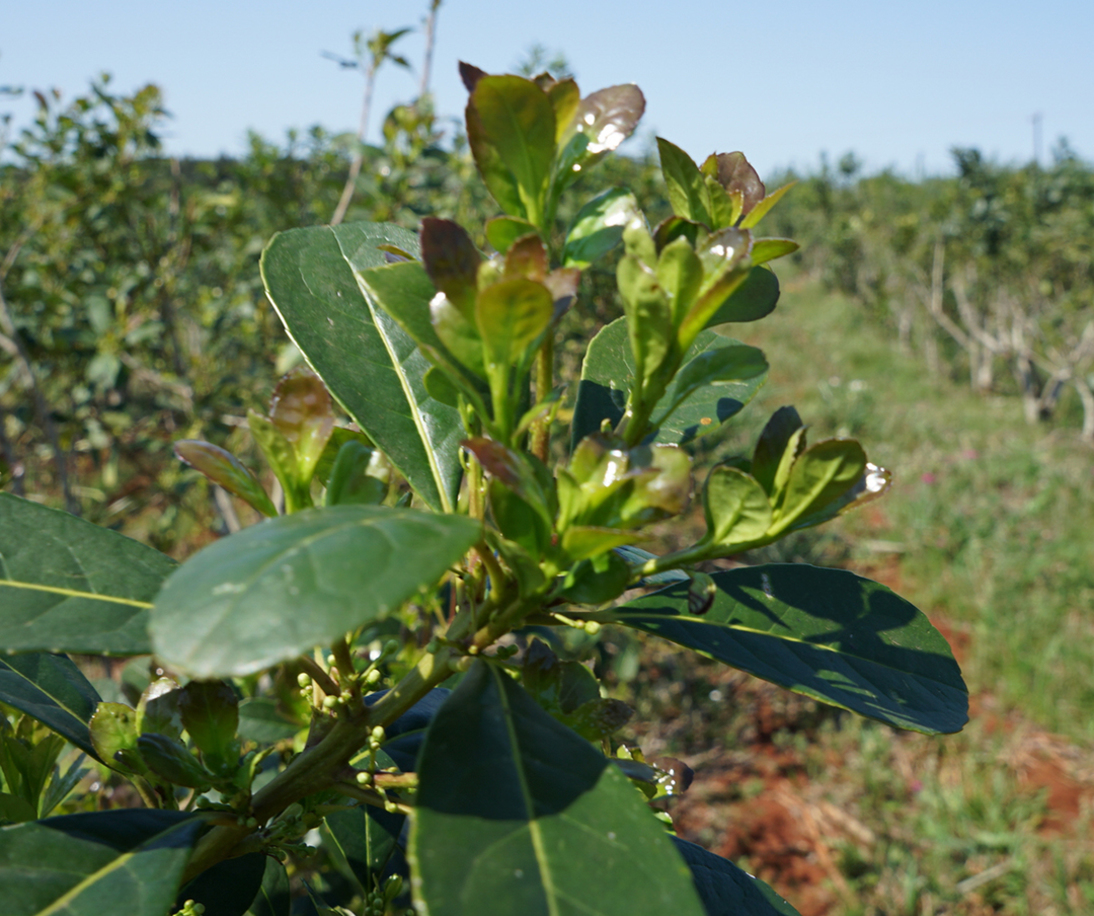 Imagen de Jornadas Itinerantes del INYM: el 12 de marzo en San Pedro y el 13 de marzo en Pozo Azul