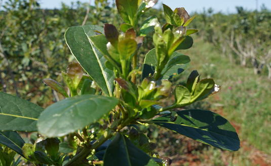 Imagen de Jornadas Itinerantes del INYM: el 12 de marzo en San Pedro y el 13 de marzo en Pozo Azul