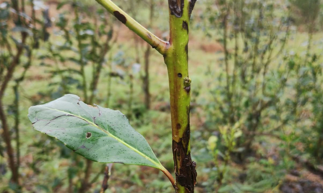 Imagen de Granizo en yerbales: c&oacute;mo evaluar los da&ntilde;os y ayudar a la recuperaci&oacute;n de las plantas