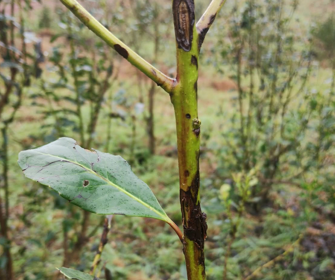 Imagen de Granizo en yerbales: c&oacute;mo evaluar los da&ntilde;os y ayudar a la recuperaci&oacute;n de las plantas